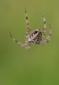 債務整理をバレずに相談する方法は可能ですか？