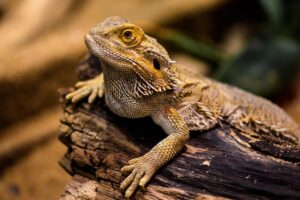 債務整理の相談はどこがいい？信頼できる選び方を解説！