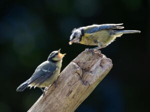債務整理におすすめの事務所はどこ？